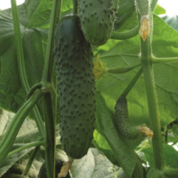 Ogórek Artist f1 250 nasion prec. ST